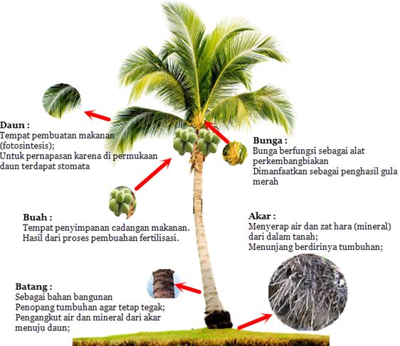 Manfaat pohon kelapa genjah entok