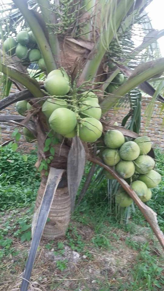Pohon kelapa Genjah Entok9