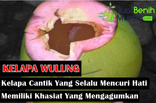 Kelapa Wulung
