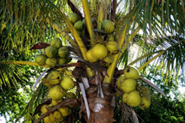 Manfaat Kelapa Kopyor