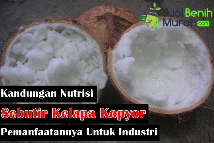 kandungan nutrisi kelapa kopyor