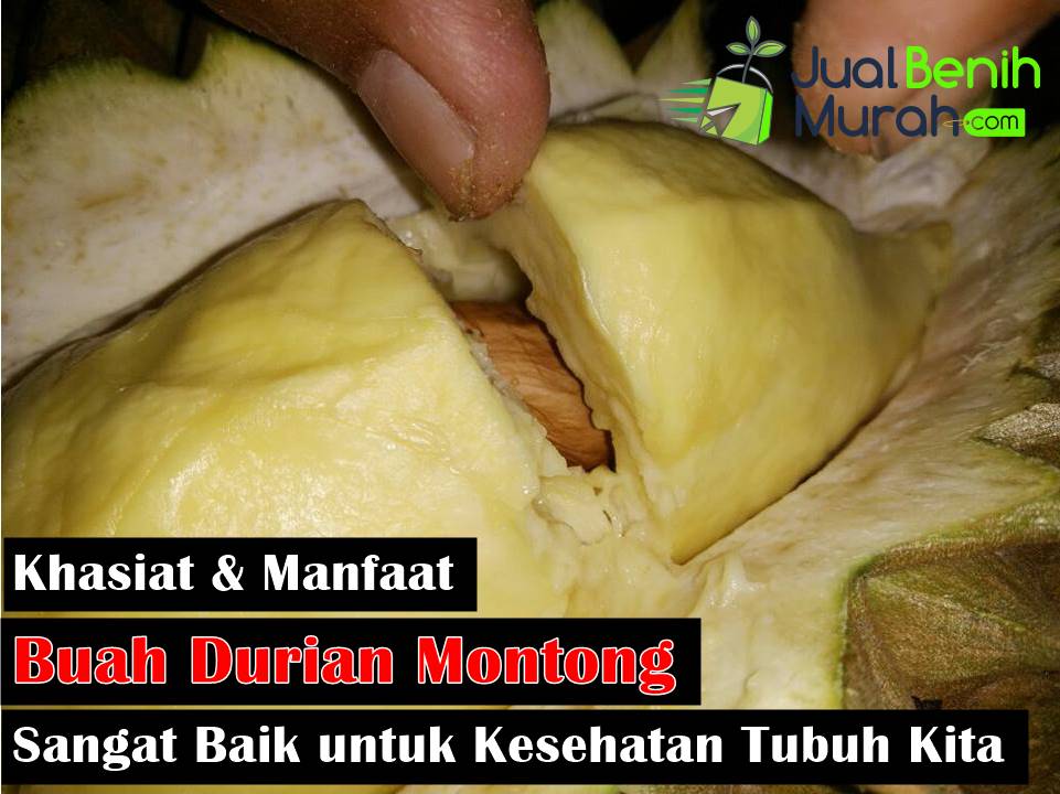Manfaat Durian Montong