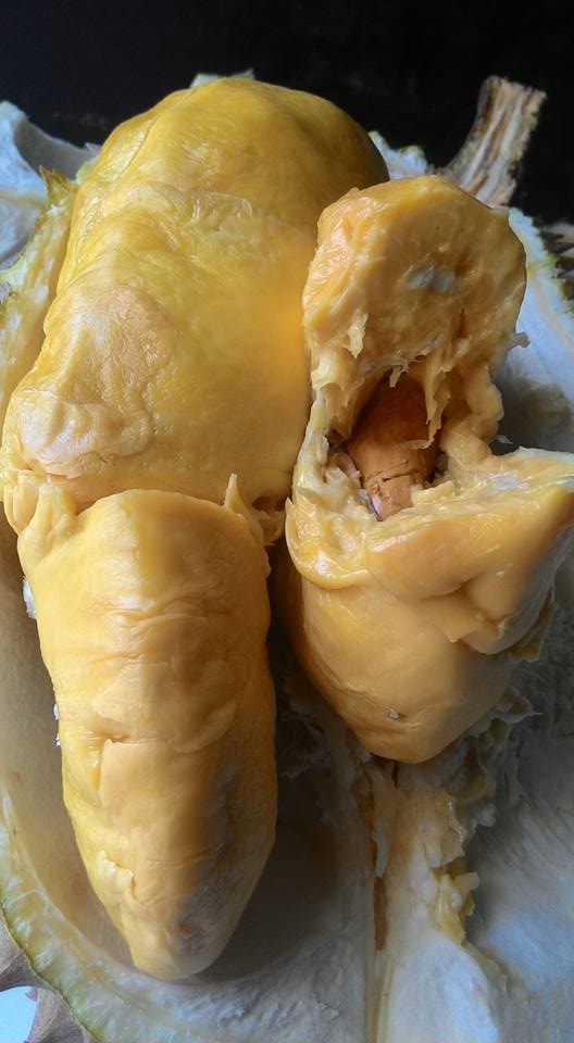 Manfaat Durian Bawor 1