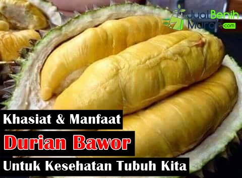 Manfaat Durian Bawor 4