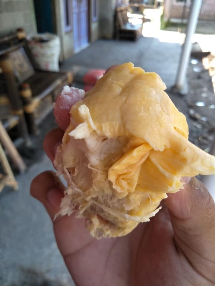 Manfaat Durian Bawor