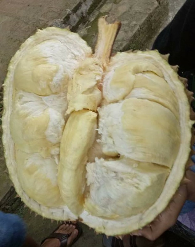 Manfaat Durian Montong 2