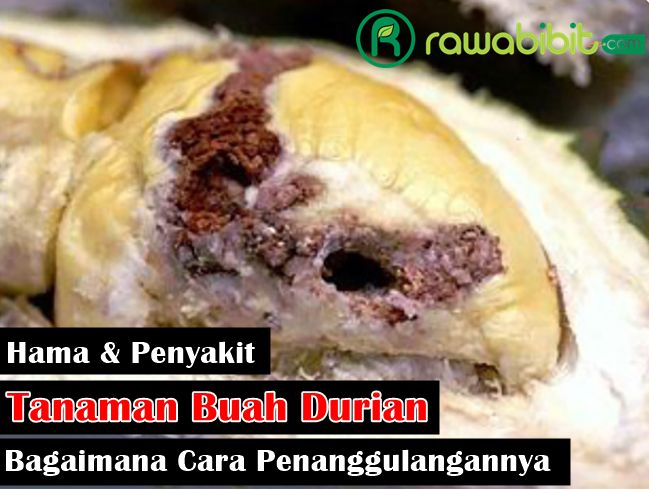 Hama penyakit Durian