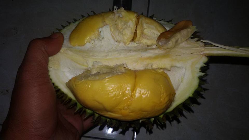 Manfaat Durian D24 1