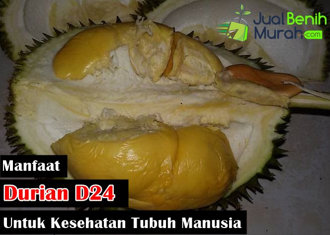 Manfaat Durian D24