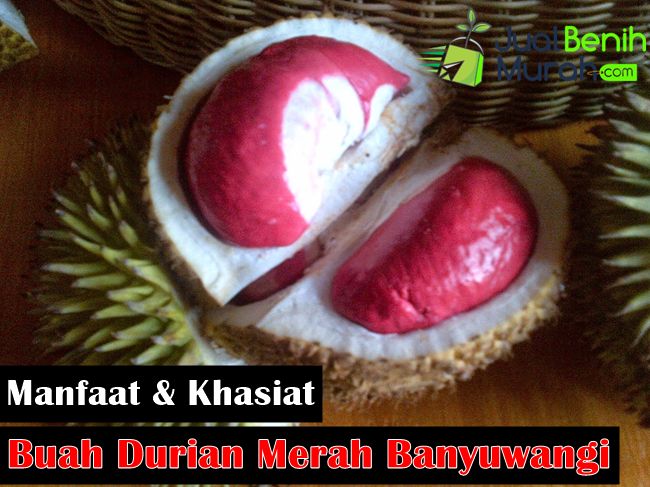 Manfaat Durian Merah
