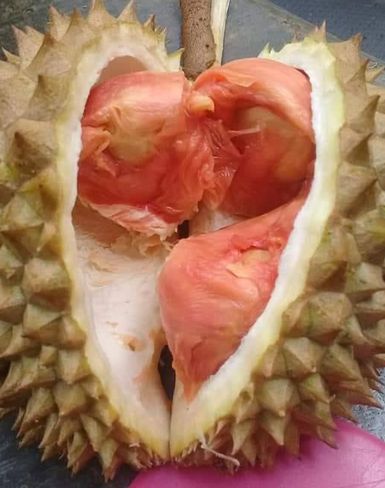 Manfaat durian merah bayuwangi