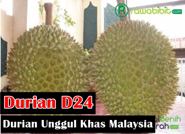Sejarah Durian D24