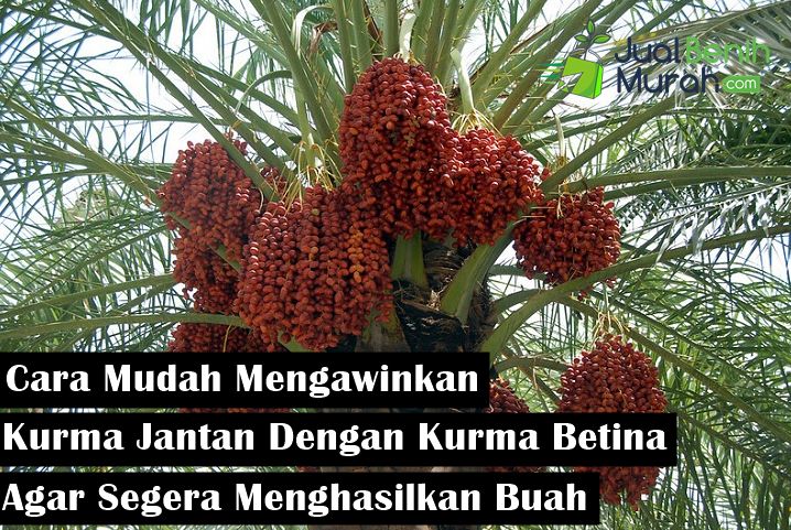 Cara Mengawinkan Kurma