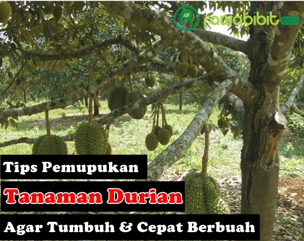 Tips Pemupukan Durian
