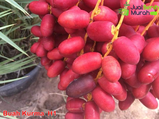 Buah Kurma H1 Merah