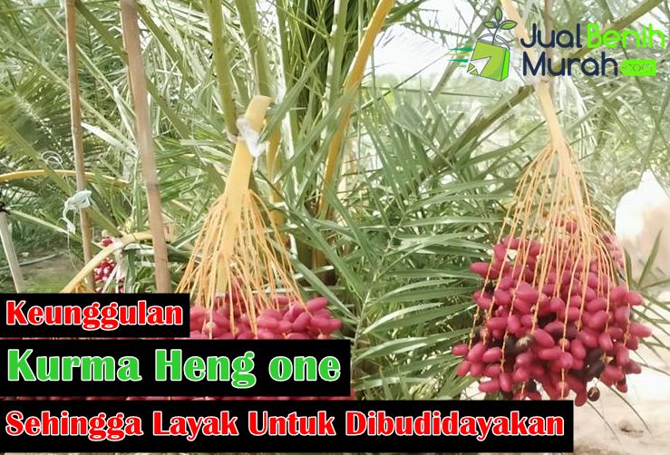 Keunggulan Kurma tropis H1