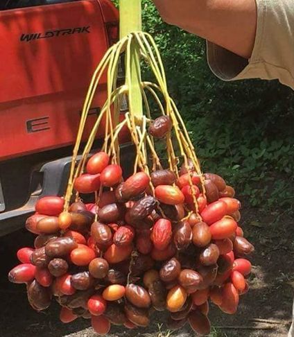 buah kurma tropis Heng one