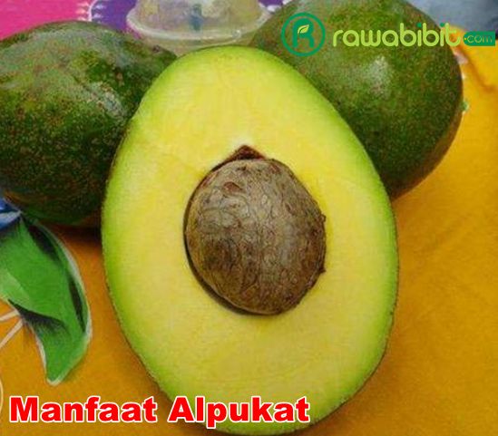 Manfaat Alpukat
