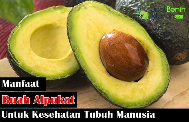 Manfaat Tanaman Alpukat