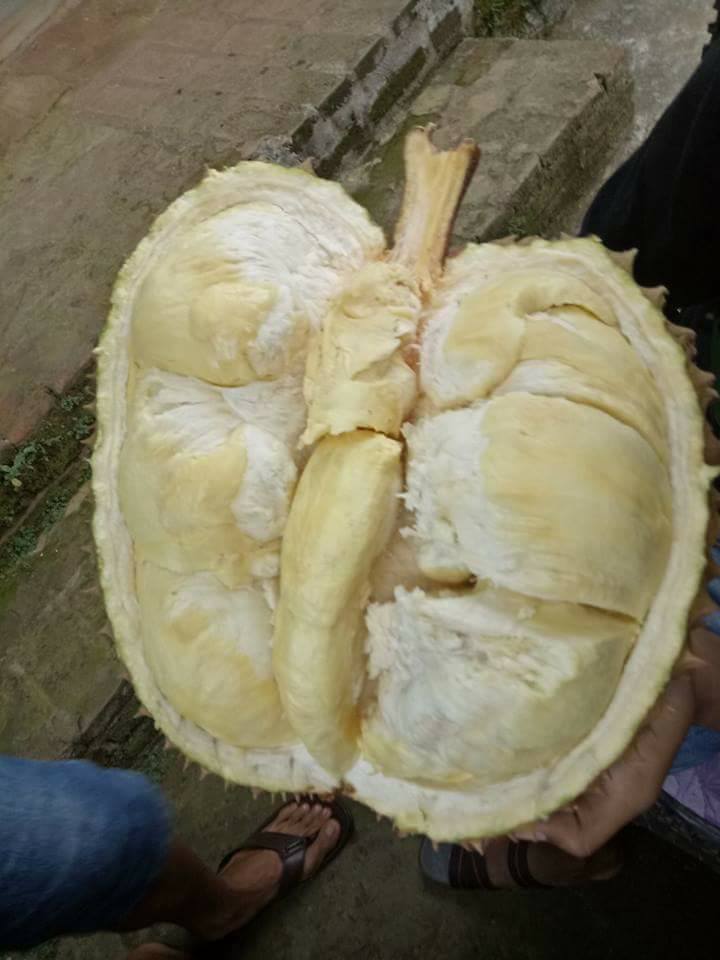 Durian Montong super