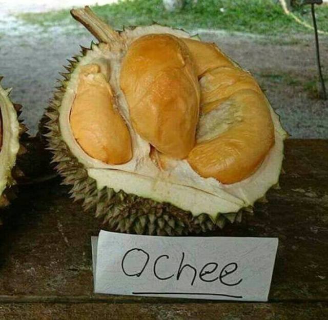 Durian Ochee Unggul