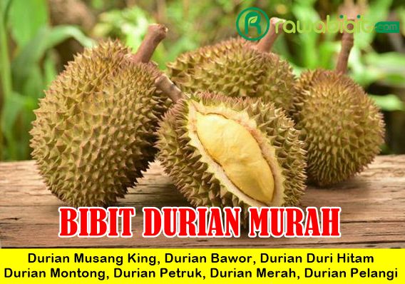 Jual Bibit Durian Murah