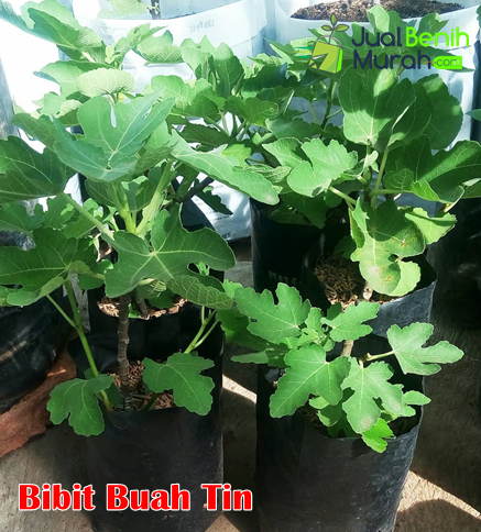 Bibit Buah Tin