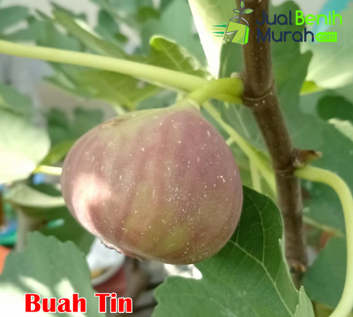 Buah Tin unggul