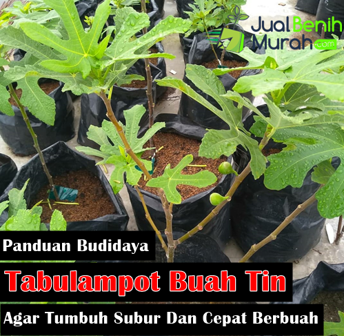 Budidaya Tin Dalam Pot