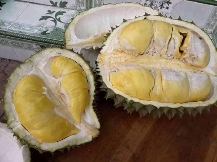 Durian montong