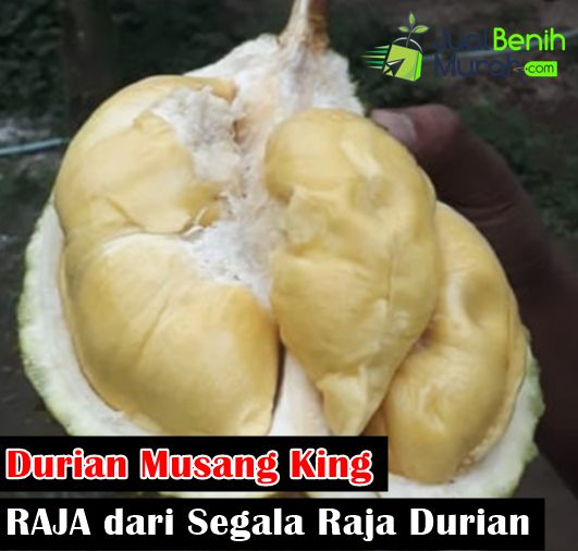 Durian musang king