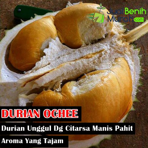Mengenal Durian duri hitam