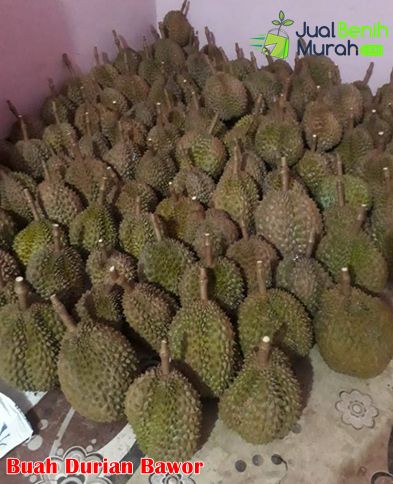 Mengenal durian Bawor 1