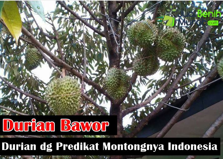  durian Bawor