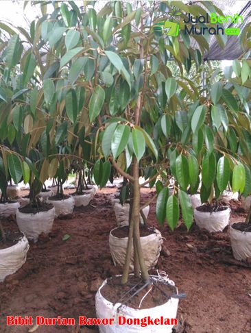 Mengenal durian bawor 2