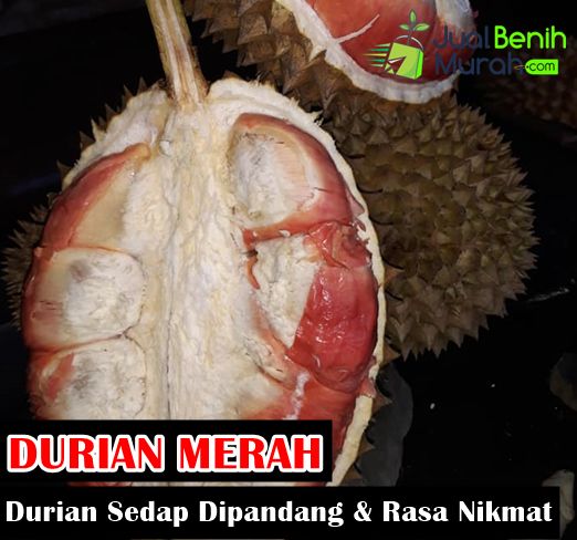 Mengenal durian merah banyuwangi