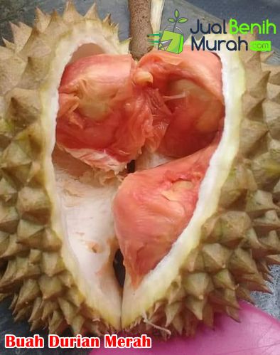 Mengenal durian merah