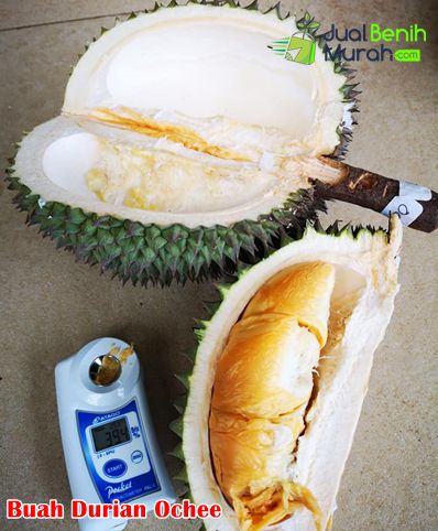 Mengenal durian duri hitam