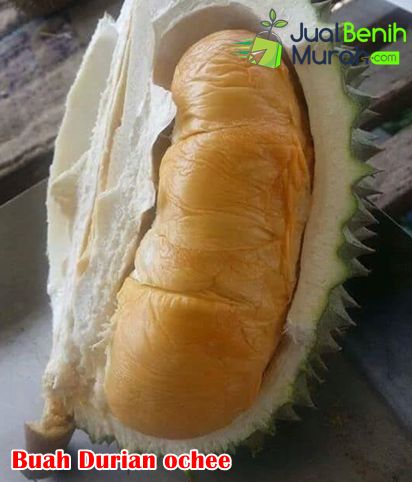 Mengenal durian duri hitam