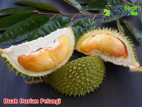 Mengenal durian pelangi 1
