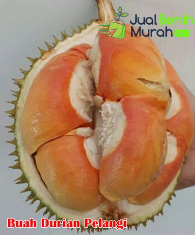 Mengenal durian pelangi 3