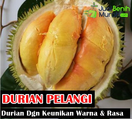 Mengenal durian pelangi
