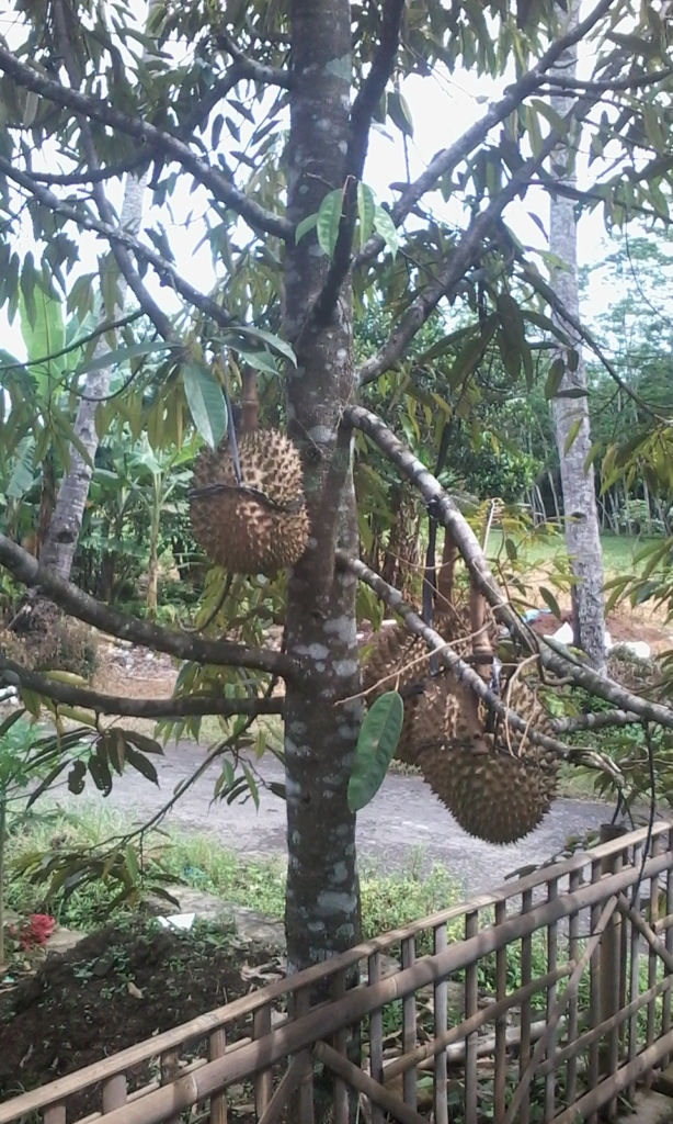 durian montong 6