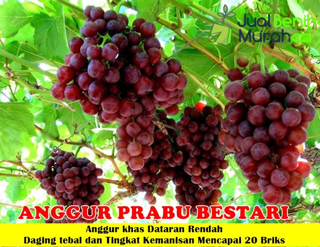 Anggur Prabu Bestari