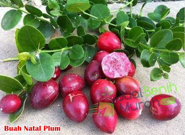 Buah Natal Plum