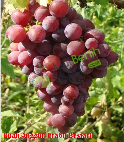 Buah anggur Prabu Bestari