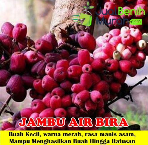 Jambu Air Bira Papua