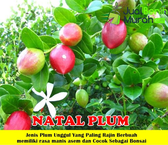 Bibit natal plum