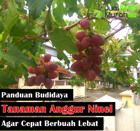 Cara Tanam Anggur Ninel