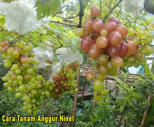 Cara Tanam Anggur Ninel 2